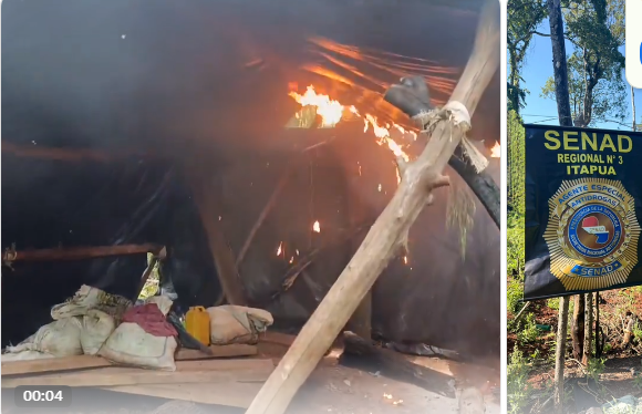 Caazapá: desmantelan campamentos y eliminan unas 163 toneladas de marihuana en tres días Caazapá: desmantelan campamentos y eliminan unas 163 toneladas de marihuana en tres días