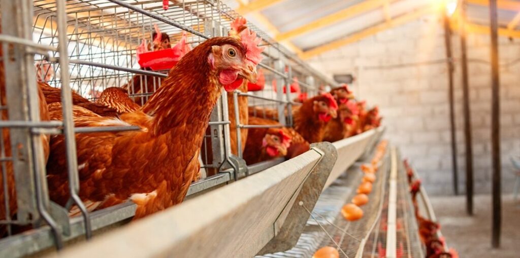Saúde intestinal passa a ser vista como fator central para resiliência, imunidade e desempenho animal Saúde intestinal passa a ser vista como fator central para resiliência, imunidade e desempenho animal