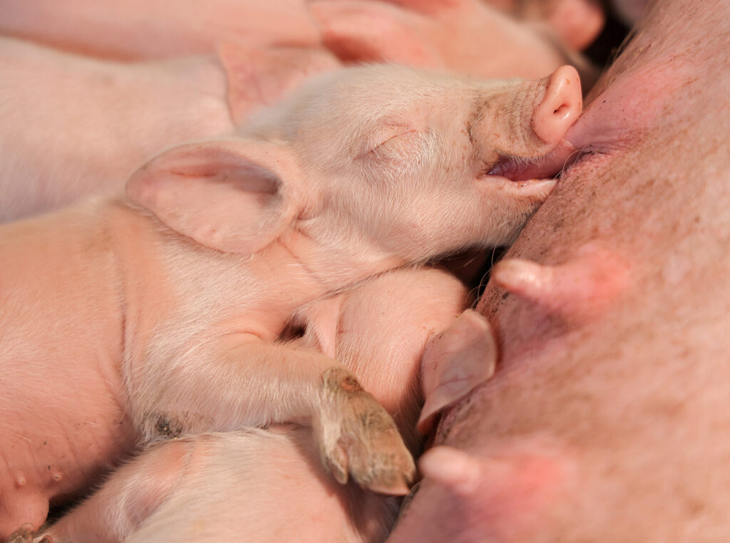 Saúde intestinal passa a ser vista como fator central para resiliência, imunidade e desempenho animal Saúde intestinal passa a ser vista como fator central para resiliência, imunidade e desempenho animal