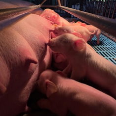 Vetanco anuncia vencedora do 3º Concurso Fotográfico Bacon Lovers; confira