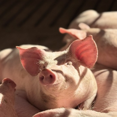 Vetanco anuncia vencedora do 3º Concurso Fotográfico Bacon Lovers; confira