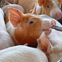 Vetanco anuncia vencedora do 3º Concurso Fotográfico Bacon Lovers; confira