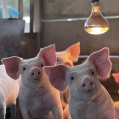 Vetanco anuncia vencedora do 3º Concurso Fotográfico Bacon Lovers; confira