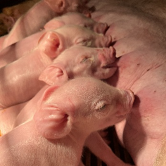 Vetanco anuncia vencedora do 3º Concurso Fotográfico Bacon Lovers; confira