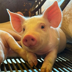Vetanco anuncia vencedora do 3º Concurso Fotográfico Bacon Lovers; confira