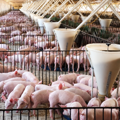 Vetanco anuncia vencedora do 3º Concurso Fotográfico Bacon Lovers; confira