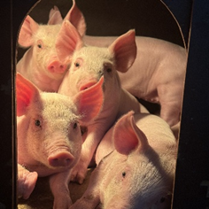 Vetanco anuncia vencedora do 3º Concurso Fotográfico Bacon Lovers; confira