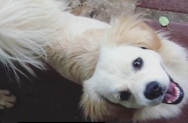 Ataque de três cães termina com morte de cachorro de 12 anos
