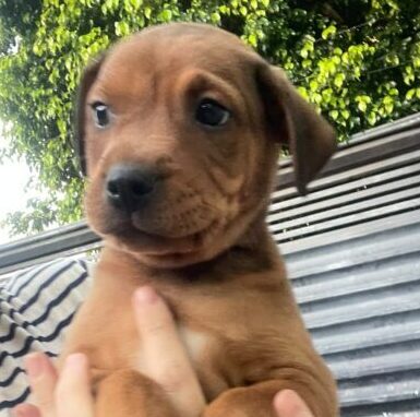 Feira de adoção da Amicats e Cobasi terá gatinhos e cachorrinhos à procura de um lar neste sábado (10) Feira de adoção da Amicats e Cobasi terá gatinhos e cachorrinhos à procura de um lar neste sábado (10)
