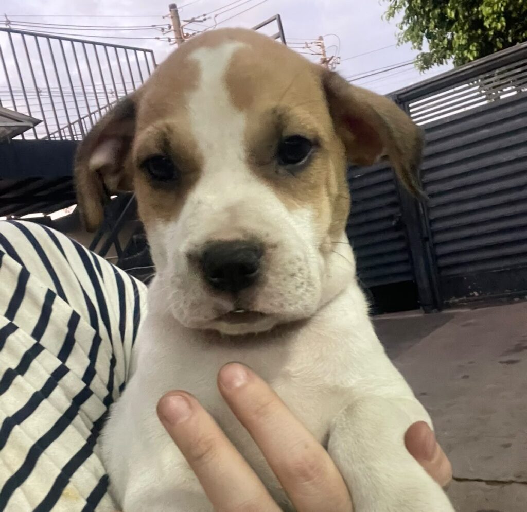 Feira de adoção da Amicats e Cobasi terá gatinhos e cachorrinhos à procura de um lar neste sábado (10) Feira de adoção da Amicats e Cobasi terá gatinhos e cachorrinhos à procura de um lar neste sábado (10)