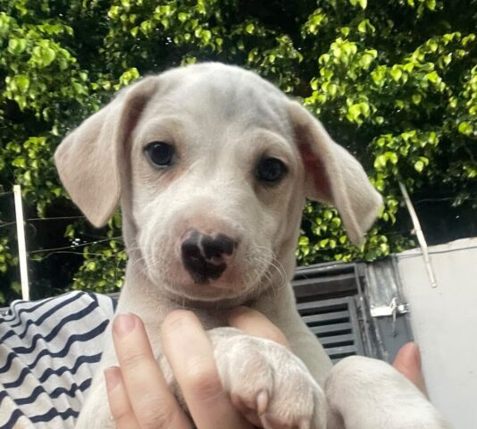 Feira de adoção da Amicats e Cobasi terá gatinhos e cachorrinhos à procura de um lar neste sábado (10) Feira de adoção da Amicats e Cobasi terá gatinhos e cachorrinhos à procura de um lar neste sábado (10)