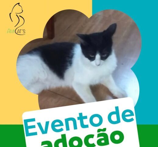 Feira de adoção da Amicats e Cobasi terá gatinhos e cachorrinhos à procura de um lar neste sábado (10) Feira de adoção da Amicats e Cobasi terá gatinhos e cachorrinhos à procura de um lar neste sábado (10)