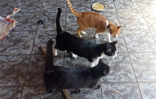 Denúncia leva ao resgate de 17 animais abandonados sem comida e água Denúncia leva ao resgate de 17 animais abandonados sem comida e água