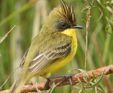 Parque de MS fica em 2º no País em número de espécies de aves registradas