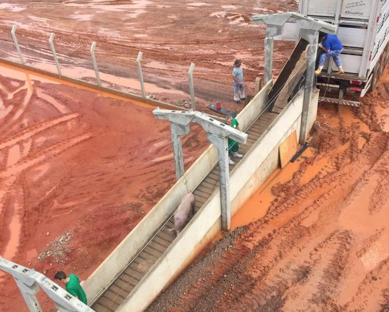 Granja em Rio Verde recebe primeiras 600 matrizes de suínos e consolida projeto de expansão do setor em MS
