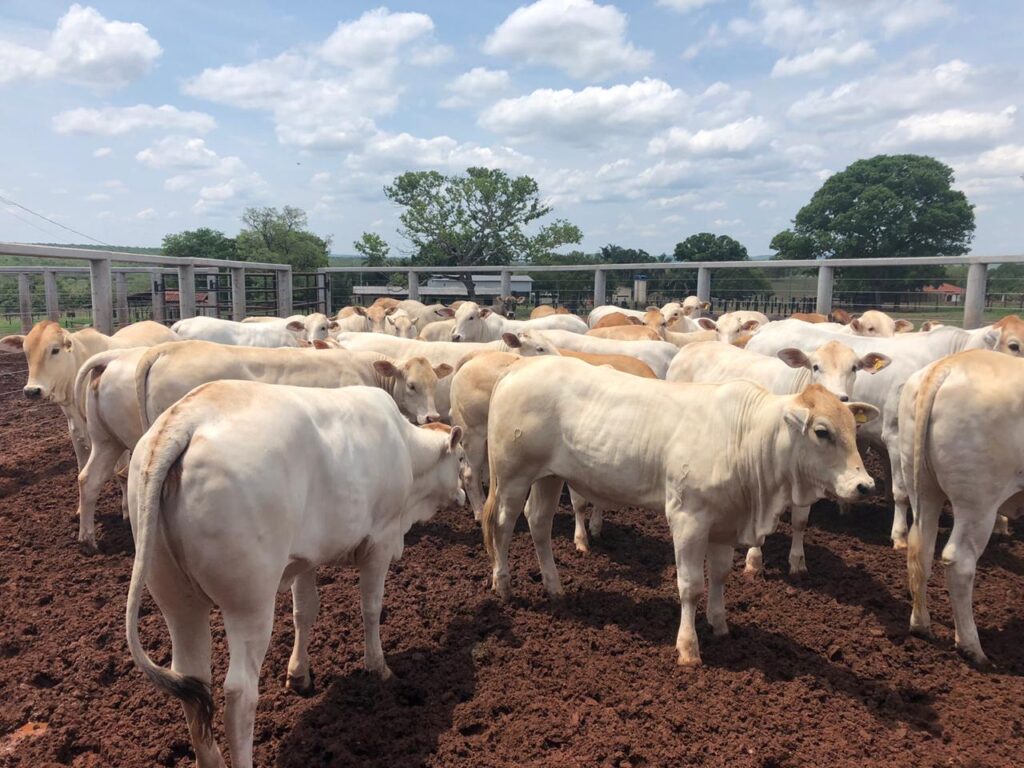 Raça Araguaia: sucesso na pecuária de corte, bovino apresenta excelente rendimento de carcaça e ótima qualidade da carne