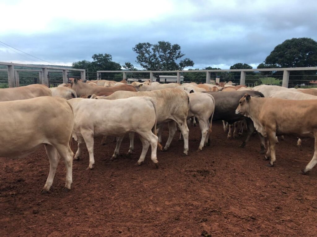 Raça Araguaia: sucesso na pecuária de corte, bovino apresenta excelente rendimento de carcaça e ótima qualidade da carne