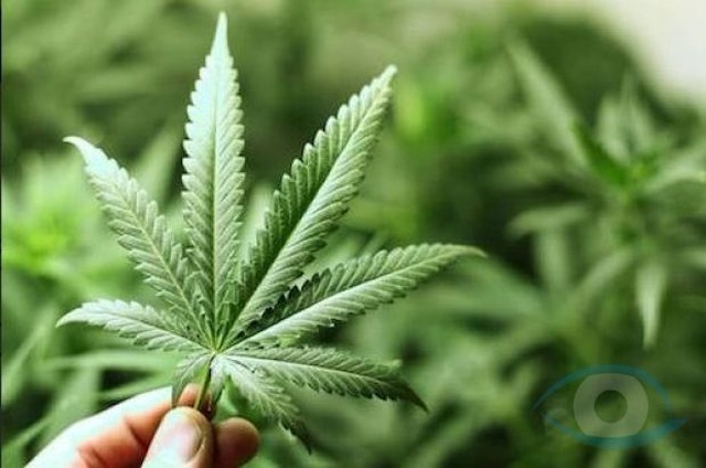 Estudio e investigación del uso medicinal del cannabis ya es una realidad en Paraguay