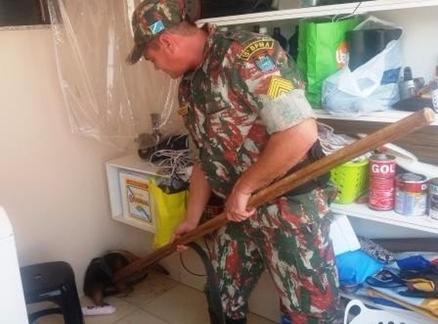 Policial militar ambiental capturando tamunduá mirim (Divulgação/ PMA).