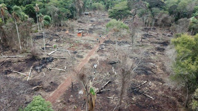 La Itaipú pide la presencia policial para evitar la deforestación del bosque nativo de la entidad.Foto: Gentileza