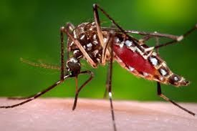 CCZ intensifica ações de combate ao Aedes aegypti