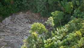 Combate ao desmatamento deve ser prioritário no enfretamento à mudança do clima no Brasil Arquivo/Agência Brasil