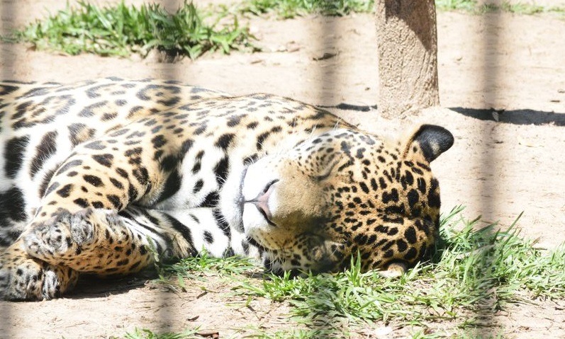 Recuerdan “Día Internacional del Jaguareté”, especie en vía de extinción