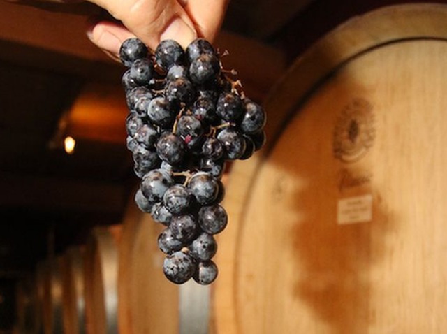 Las mejores uvas de la ciudad de Mendoza son utilizadas por la Bodega Giacometti.