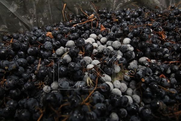 Las uvas vienen congeladas hasta Paraguay desde el Valle de Uco, en la parte alta de Mendoza, pegada a la Cordillera.