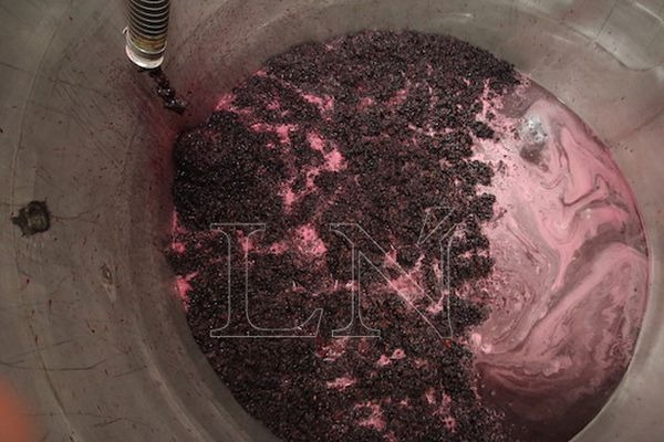 Una vez procesada y filtrada la uva, el zumo va a los tanques de acero.