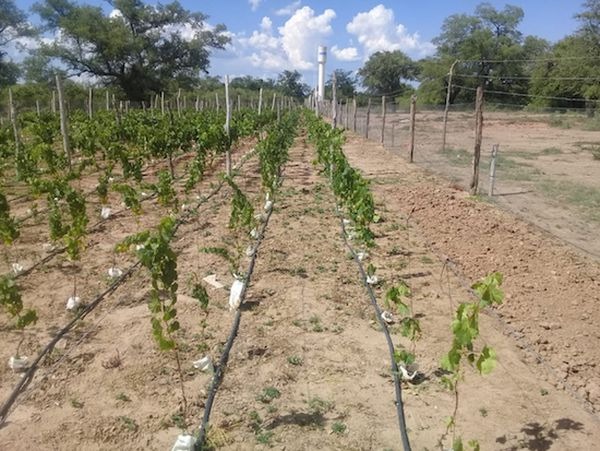 Paraguay se sumerge en el fascinante mundo de vinos de alta gama