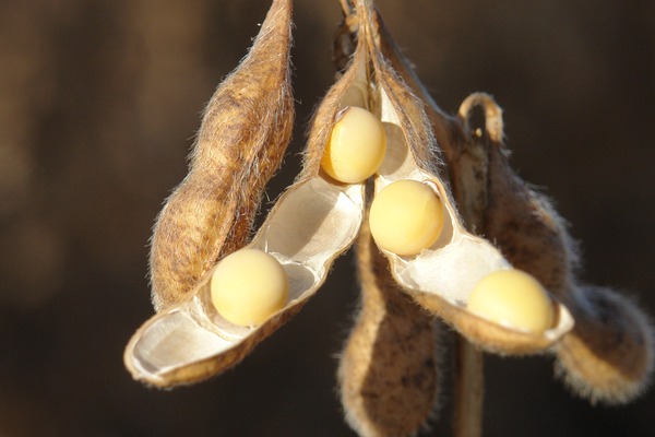 FMC orienta produtores do Centro-Oeste sobre manejo integrado para soja e milho