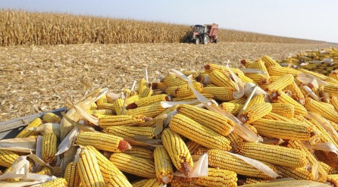 Produção de milho em MS pode chegar a mais de 10 milhões de toneladas