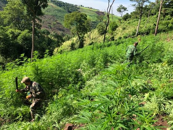 Polícia paraguaia destrói plantação de maconha avaliada em US$ 990 mil