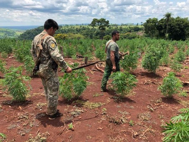 Polícia paraguaia destrói plantação de maconha avaliada em US$ 990 mil