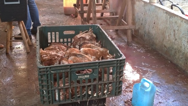 Policiais descobriram que galinhas que eram refugos de granjas, ou seja, que não tinham valor comercial, eram compradas por um preço baixo para serem abatidas e 'maquiadas' — Foto: Juliene Katayama/TV Morena