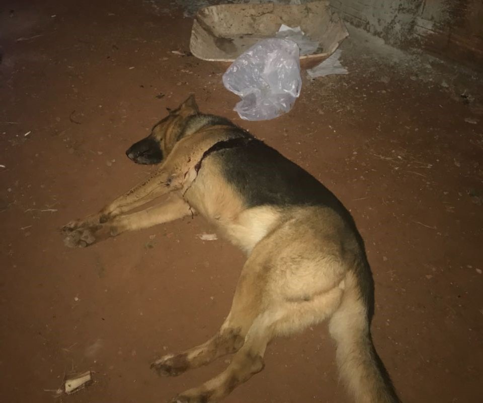Em Ponta Porã, homem mata cachorro a facada no bairro Residencial II