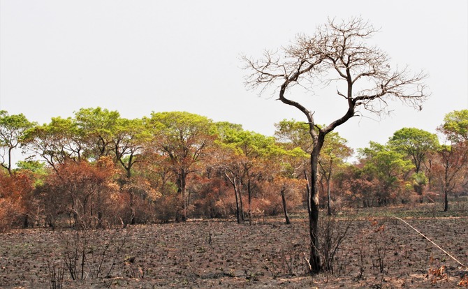 Área queimada no entorno da Estrada-Parque (MS-184), próximo ao Passo do Lontra, em Corumbá