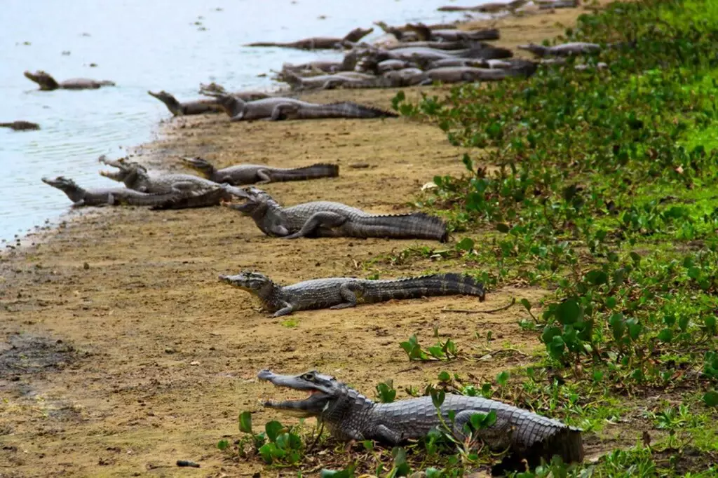 Lei do Pantanal: Com 32 emendas, projeto começa a ser votado nesta semana